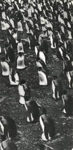 Королевские пингвины очень похожи на императорских. Яйца и птенцов держат на лапах, прикрыв брюшной складкой кожи. Птица располагаются на определённом расстоянии друг от друга, отчего получаются почти правильные ряды.