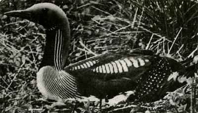 Чернозобая гагара - одна из древнейших птиц. Сто миллионов лет назад, в меловом периоде мезезойской эры, ближайшие предки гагар уже жили на планете. Род современных гагар существует, по крайней мере, 20 миллионов лет.