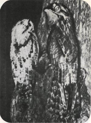 С юного возраста у исполинских козодоев появляется инстинкт вертикальной посадки. В такой позе они очень похожи на гнилые ветки или наросты на дереве.
