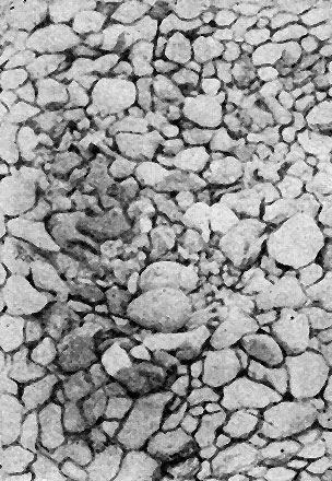 Рис. 15. Гнездо малого зуйка среда гальки на речной отмели (фото автора)