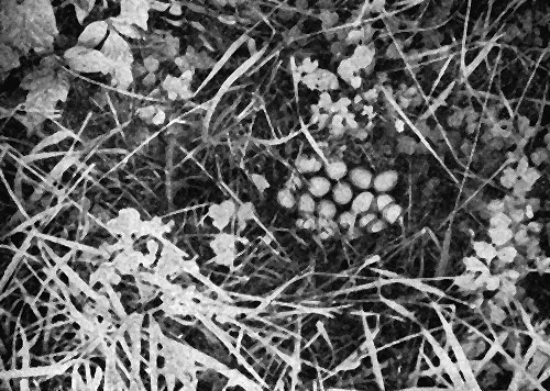 Рис. 17. Гнездо серой куропатки (Фото С. И. Огнева)