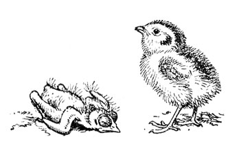 Рис. 20. Птенцы: пеночки-веснички (слева) и серой куропатки (справа) в возрасте нескольких дней