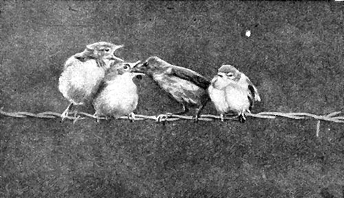 Рис. 21. Пеночка-весничка кормит своих птенцов, только что вылетевших из гнезда