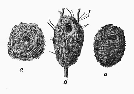 Рис. 56. Различные типы гнезд (схематично). а - пеночки; б - длиннохвостой синицы; в - крапивника