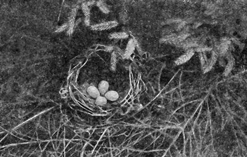 Рис. 57. Гнездо певчего дрозда (яйца голубые с черными крапинками)