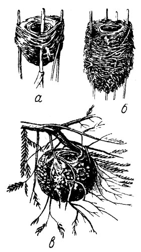 Рис. 61. Типы гнезд (схематично) а, б - камышевок; в - королька