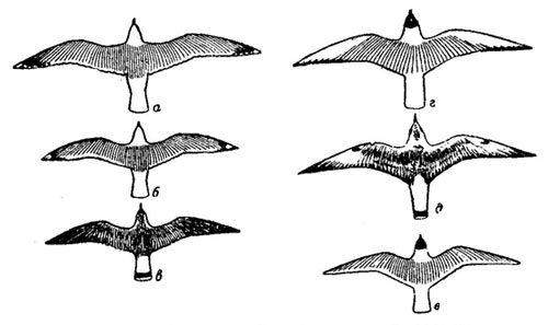 Рис. 83. Летящие чайки (сверху, схематично). а - серебристая чайка; б - сизая чайка (взрослая); в - сизая чайка (молодая); г - речная чайка (взрослая); д - речная чайка (молодая); е - малая чайка (взрослая)