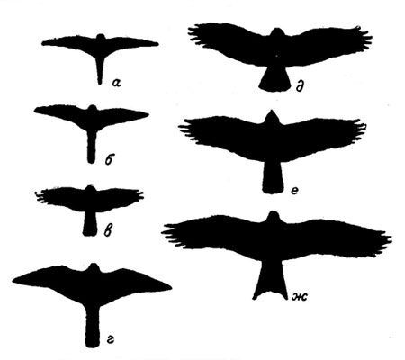 Рисунки орла для срисовки (80 фото)