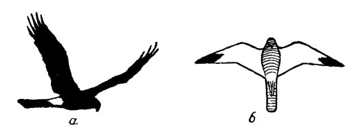 Рис. 89. а - самка луня (полевого, лугового, степного); б - степной лунь, самец (снизу, схематично)