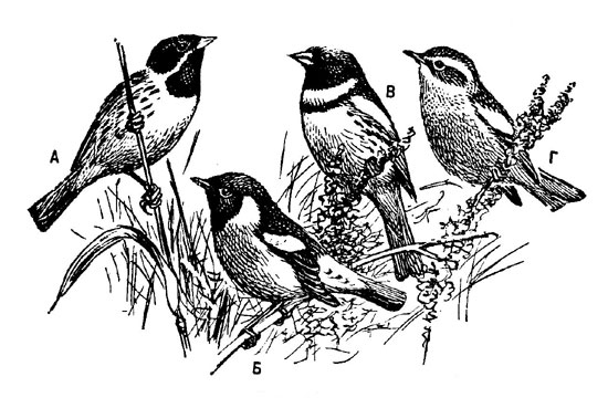 Рис. 116. А - камышевая овсянка; Б - чекан черноголовый; В - дубровник; Г - чекан луговой (все - самцы в весеннем пере)