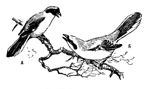 Рис. 118. Сорокопуты. А - чернолобый сорокопут; Б - большой (серый) сорокопут