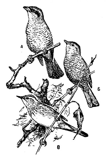 Рис. 135. А - сорокопут-жулан (самка); Б - славка ястребинка (самец); В - речная камышевка