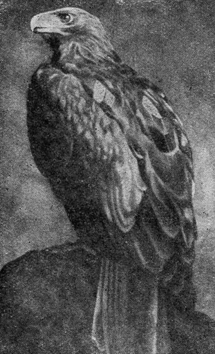Рис. 151. Орел-могильник (фото С. И. Огнева)