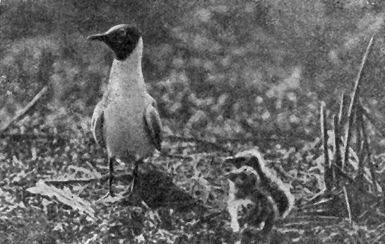 Рис. 167. Речная чайка с пуховыми птенцами (фото С. И. Огнева)