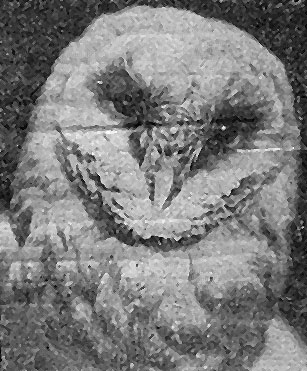 Рис. 170. Голова сипухи (фото С. И. Огнева)