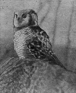 Рис. 171. Ястребиная сова (фото О. И. Семенова-Тяншанского)