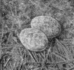 Рис. 178. Гнездо козодоя (фото С. И. Огнева)