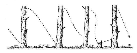 Рис. 185. Схема передвижения пищухи по стволам деревьев