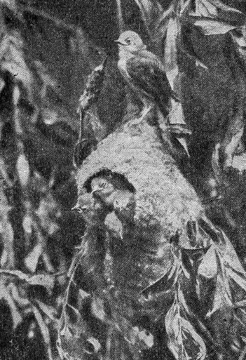 Рис. 187. Гнездо синицы ремеза с птенцами (фото Н. Д. Митрофанова)