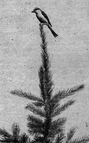 Рис. 188. Сорокопут - жулан (самец) (фото Н. Д. Митрофанова)