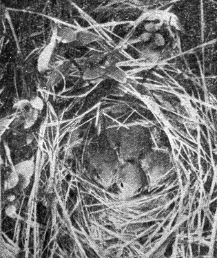 Рис. 190. Гнездо пеночки-теньковки с птенцами (фото С. И. Огнева)