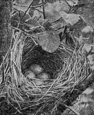 Рис. 194. Гнездо дрозда белобровика (Фото С. И. Огнева)