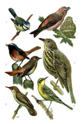 Таблица II. 1 - Лазоревка зеленая. 2 - Клест-еловик (сзади молодой). 3 - Горихвостка (ниже самка). 4 - Дрозд-деряба. 5 - Камышевка болотная. 6 - Трясогузка желтая