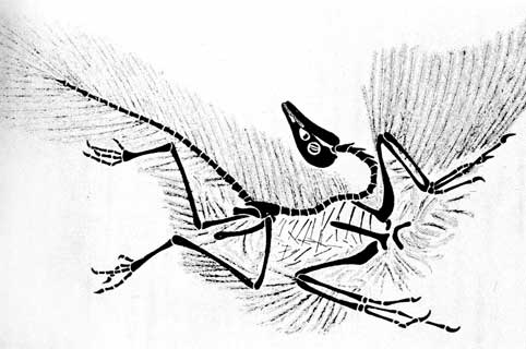 1. Archaeopteryx