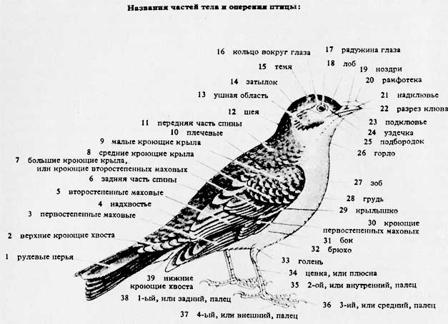 Названия частей тела и оперения птицы
