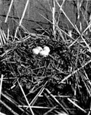 24. В плавучее гнездо самка откладывает 3-4 чис­то-белых яйца 