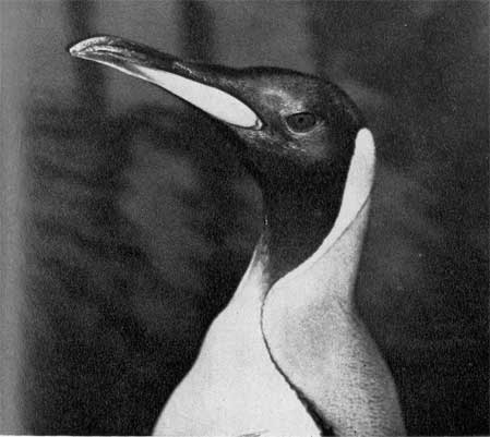 32. Королевский пингвин