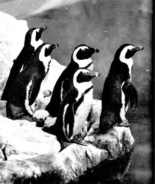 40. Южно-африканский пингвин