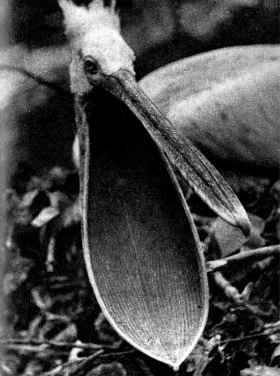 50. Кудрявый пеликан
