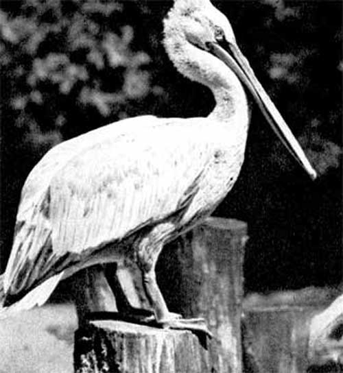 51. Кудрявый пеликан 
