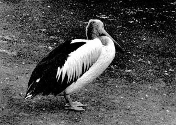52. Очковый пеликан