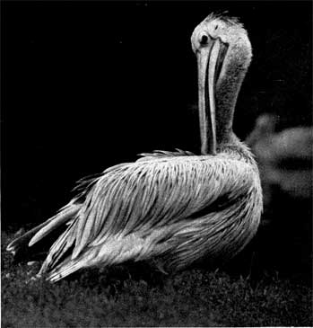 53. Африканский пеликан