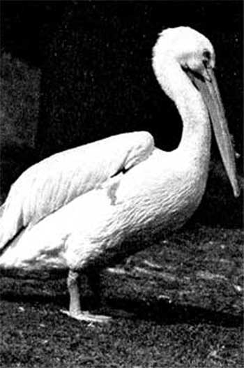 56. Американский пеликан