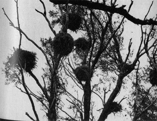58. Гнезда строит, как правило, в кронах высоких деревьев 
