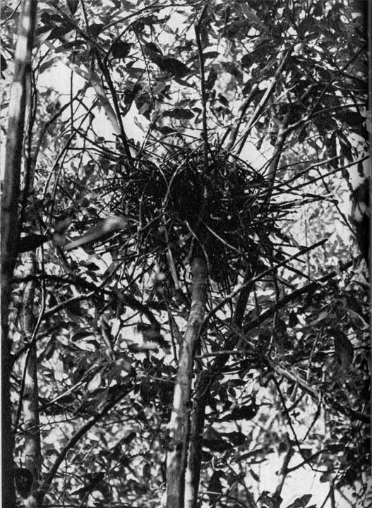 77. Гнезда устраивает обычно в об­щей колонии с другими цаплями в зарослях трост­ника или на низких де­ревьях, затопленных во­дой и окруженных камышом