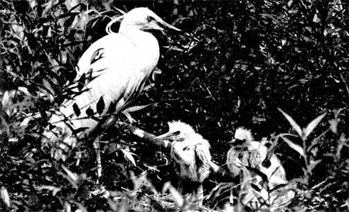 80. Малая белая цапля гнез­дится в колониях на кустах 