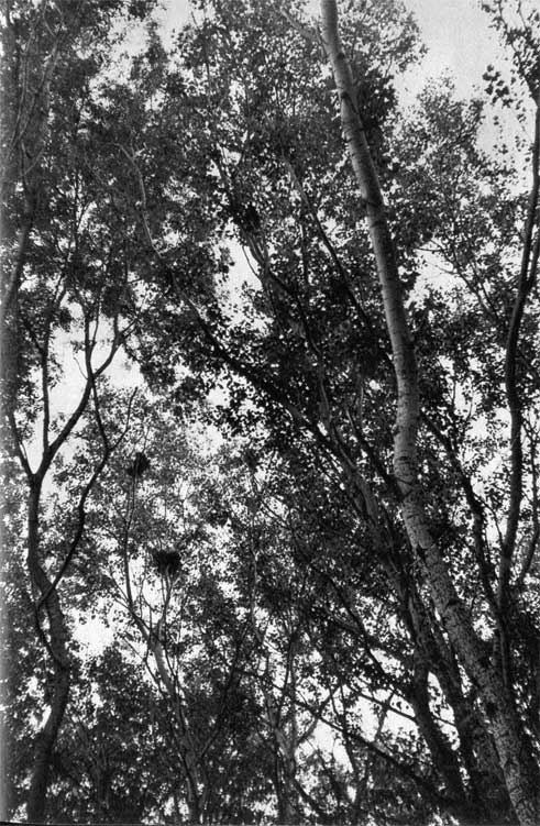 81. Малая белая цапля гнез­дится в кронах высоких деревьев в пойменных лесах