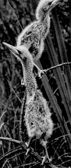 95. В возрасте нескольких дней птенцы про­являют замечательную способность удержи­ваться на стеблях тростника, обхватив их длинными, тонкими пальцами