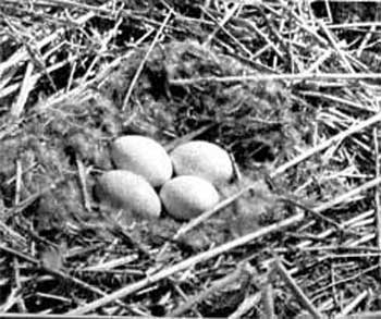 143. От 4 до 12 яиц самка откладывает на мягкую подстилку из серого пуха, выщипанного ею с брюха для выстилки гнездового лотка