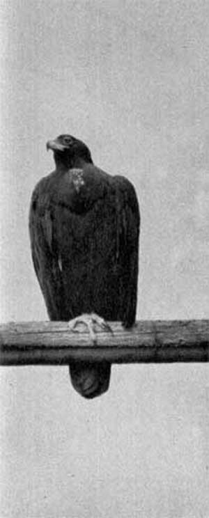 278. Кафрский орел