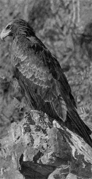 279. Клинохвостый орел 