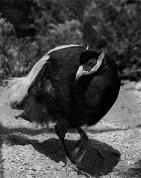 395. Маньчжурский ушастый фазан