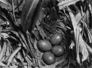 469. В кладке 4-8 желтовато-коричневых в мелких пятнышках яиц