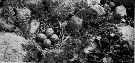482. Гнездо устра­ивает в открытом месте среди береговых кам­ней или редкой растительности