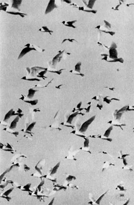 548. На Чер­ном море черноголовая чайка образует крупные колонии 