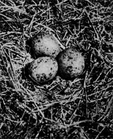 550. В кладке сизой чайки обычно 3 яйца